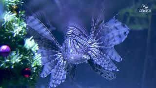 Weihnachten bei den Rotfeuerfischen im Aquarium Berlin  Lionfishes at Aquarium Berlin [upl. by Alah]