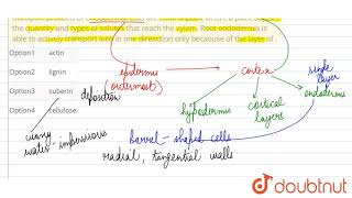 transport proteins of endodermal cells are control point where a plant adjusts the quantity [upl. by Ardnazil]