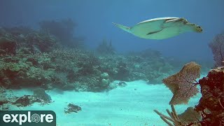 Utopia Village Sandy Channel Underwater Reef Cam powered by EXPLOREorg [upl. by Madalyn783]