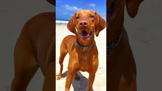 The Vizsla Hungarys GoldenHued Hunting CompanionVizsla HuntingDog LoyalCompanion funny [upl. by Arratal]