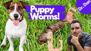 Intestinal worms in puppies How to diagnose and treat roundworms in the puppy [upl. by Euqinue]