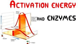 Activation energy and Enzymes Animation [upl. by Isadore963]