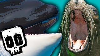 Killer Whales vs Sea Lions  Attenborough Trials of Life  BBC Earth [upl. by Mcleod]