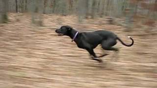 Slow Motion of Great Dane Jessie Running Fast 30 mph 48 kmh [upl. by Udelle]