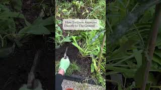 How to grow Anemone… garden gardening gardeningtips dutchgrown howto anemone autumn planting [upl. by Anirb]