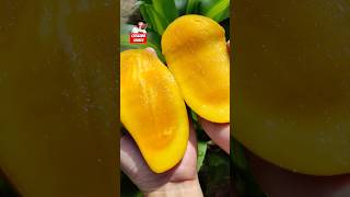 Home Grown Food  Carabao Mango [upl. by Colville]