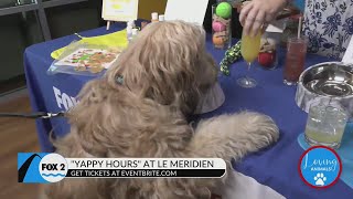 Celebrate National Dog Month at weekly “Yappy Hour” at Le Meridien St Louis [upl. by Mary]