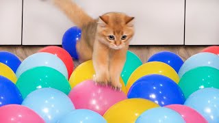 Can Cats Walk On Balloons  Compilation [upl. by Kendall]