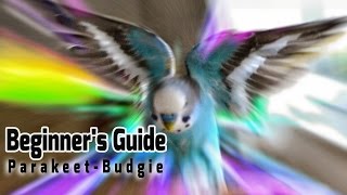 How to take Care of a Parakeet  Budgie Beginners Guide to Pet Birds [upl. by Ssilb]