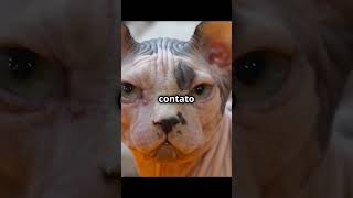 Sphynx e Ragdoll curiosidades animals gatos curiosidadesnaturais pets [upl. by Witherspoon]