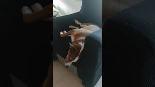 Mi perro soñando perros animalesfelices animalesgraciosos sueños animales risas dormir [upl. by Dever30]