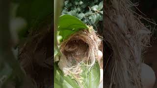 2nd time Tailor bird nest in my Jasmine bush2 [upl. by Fawcette]