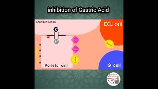 Inhibition of Gastric Acid [upl. by Leopoldeen]