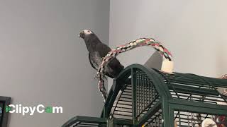 The African Grey Timneh parrot Merlin says quotGood morningquot [upl. by Terces]