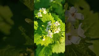 Alliaria petiolata or garlic mustard  Spring mood in the garden [upl. by Ynnod]