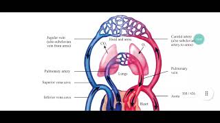 Vasoconstriction Vasodilation Role of precapillary sphincter in regulating flow of blood [upl. by Akiemaj]