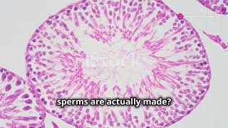 Spermatogenesis  How Sperm is Made  NEET  By Nagavelli Prasad [upl. by Coridon917]