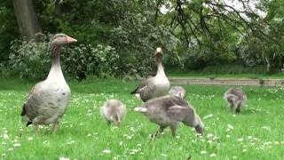 Greylag Geese and Goslings [upl. by Aneeras]