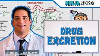 Pharmacokinetics  Drug Excretion [upl. by Scarrow985]