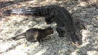 Gator VS Cat Amazing Cat Victory [upl. by Arodal]