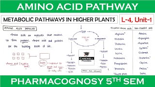 Amino acid pathway  L4 Unit1  Metabolic Pathways  pharmacognosy 5th sem [upl. by Navonoj]