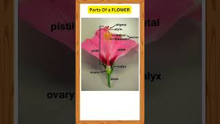 Parts Of FLOWER clas10 science [upl. by Merriott]