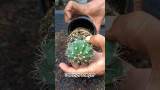 Durinya sangar‼️ harus hatihati ketika bongkar aridzona kaktus melocactus plants [upl. by Albarran]