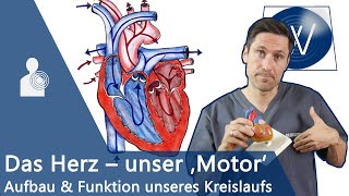 Unser Herz amp Blutkreislauf einfach erklärt Anatomie Funktion und Physiologie vom Lebensmotor [upl. by Funda]