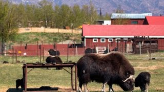 Celebrating Mothers Day with Musk Ox [upl. by Hester]