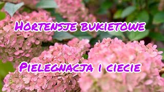 Hortensja bukietowa jesienią  Pielęgnacja i cięcie hortensji – jak uniknąć błędów na wiosnę [upl. by Ibok]