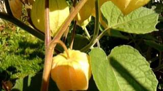 lot of Physalis Peruviana Andenbeere in my garden in Linz Austria 2010 [upl. by Llekcm]