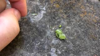 Jewelweed seed pod burst in slow motion [upl. by Nancey310]