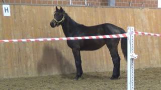 Contendro ILandor S filly  2015 for sale [upl. by Elraet]