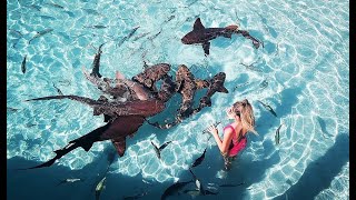 Compass Cay  Sharks Bahamas [upl. by Sarena745]