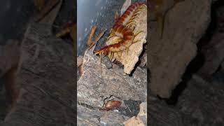 Scolopendra galapagoensis Inti eats a lizard sausage centipede myriapoda feeding [upl. by Fleck430]