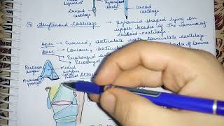 Larynx Arytenoid Cartilage Easy Explaination Lec6 [upl. by Elleon229]