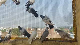 pigeon high flyer bijnor haji mohd shahzad sale 9917369218 [upl. by Ashby163]