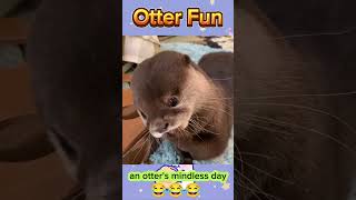 an otters mindless day 🤣🤣🤣 otter otters otterlove babyotter cute ottertok pets animals [upl. by Etnuahs]