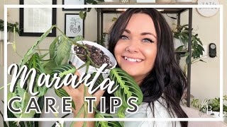 Caring For A Maranta Prayer Plant Is So Easy  Maranta Prayer Plant Care  Houseplant Care Tips [upl. by Elish]