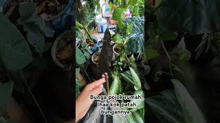 Bunga sente hitam patah jengkelinchannel [upl. by Chick]