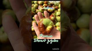 Panzao Chinese Red Date Jujuba Donut Jujube Fruit Seedling Tree Original Factory Nursery lutetree [upl. by Kcirdez279]