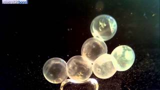 Threespined stickleback  Gasterosteus aculeatus  Egg development [upl. by Lemkul]