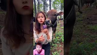 cow feedingshortsfunny cattle capcut cow cattlefarm hallikarcows animals farmanimal funny [upl. by Halimak76]