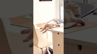 cute cat sleeping positions dog sukenpet cat [upl. by Eciral851]