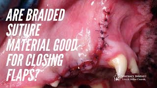 Are Braided Suture Material Good For Closing Flaps Veterinary Dentistry Live [upl. by Cherlyn139]