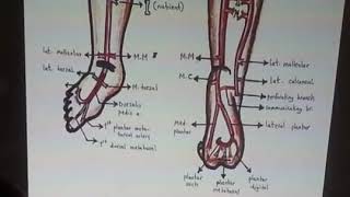 Arteries of Lower limb review د خالد ميلاد [upl. by Apur]