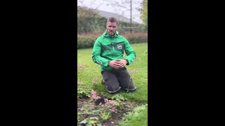 Deze uitspraak moet op een tegeltje 🤩 tuinmaterialen tuintips [upl. by Clayborne]