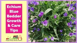 How to grow and care Echium Blue Bedder plant  Vipers Bugloss flowers [upl. by Gotcher]