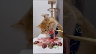 Asmr  asmr cat  asmr sound asmr asmrsounds cat catfood cutecatsounds [upl. by Oicelem944]