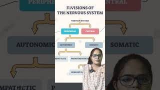 Central nervous systemanatomy neet biology brain [upl. by Sivraj]